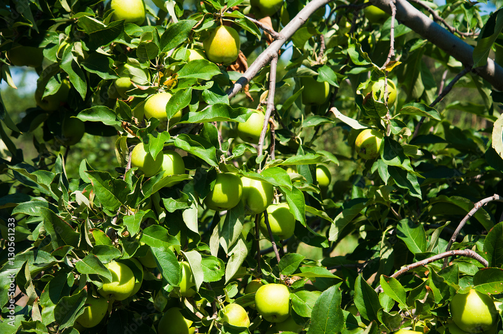 Apple tree in an orchard
