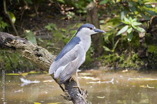 Black-crowned night-heron on branch in the forest