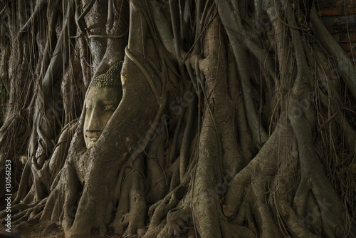 Buddha head in tree roots at Wat Phra Mahathat photo