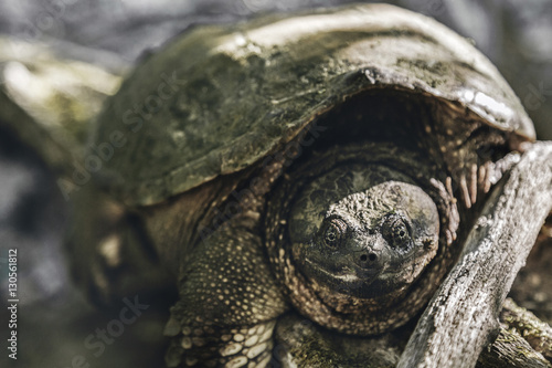 Buy a turtle sales uk