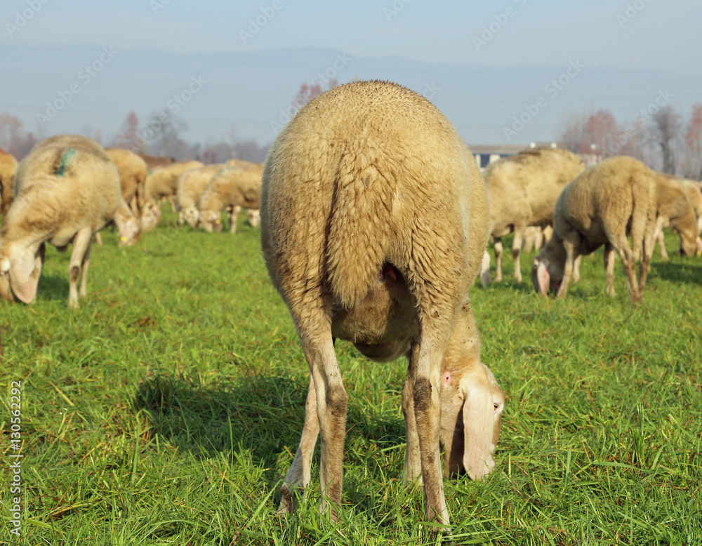 sheep photographed from behind in a large sheep flock sheep photographed from behind in a large sheep flock