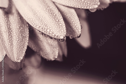 water drops on petals of flower / retro color