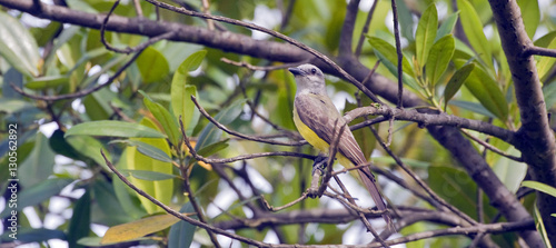 Tropical kingbird on the branches of leafy tree