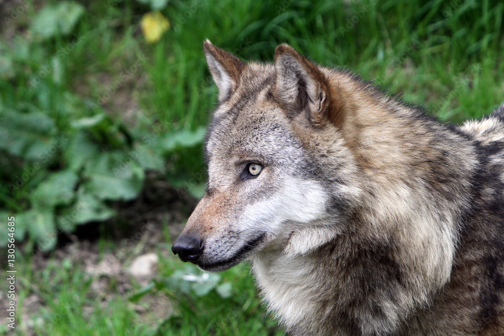 Fototapeta premium Seitliches Portrait eines Wolfes