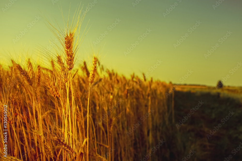 The mature, dry ear of golden wheat in the drops after rain in a field at sunset.