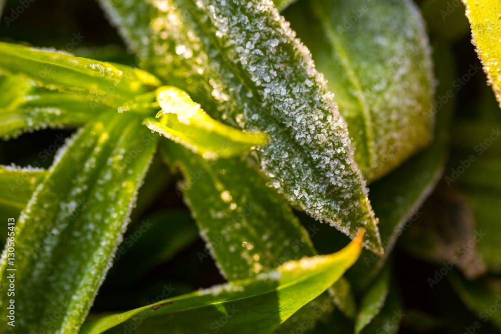 Ice structure on plants Ice structure on plants