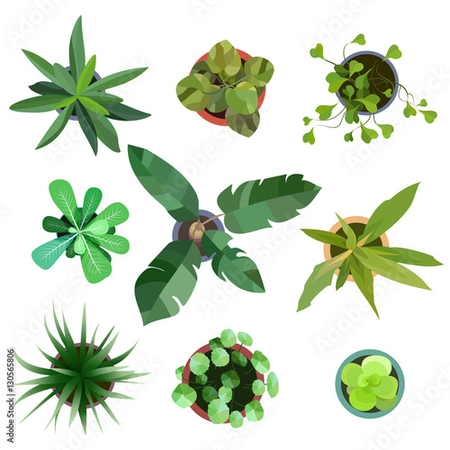 Top view. plants Easy copy paste in your landscape design projects or architecture plan. Isolated flowers on white background. Vector