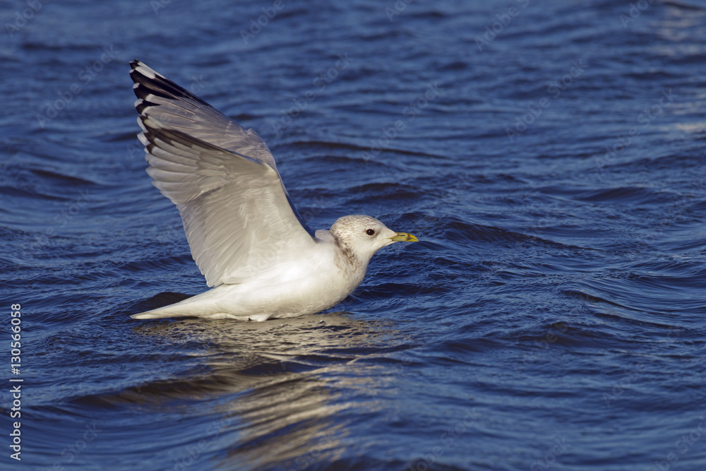 Common Gull Larus canus in flight over coastal creek Winter Norfolk Common Gull Larus canus in flight over coastal creek Winter Norfolk