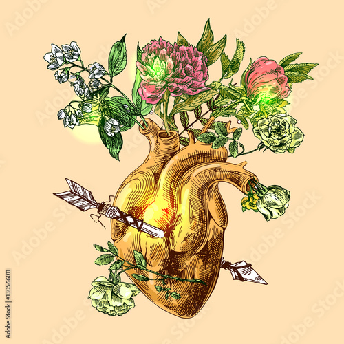 sketch of human heart