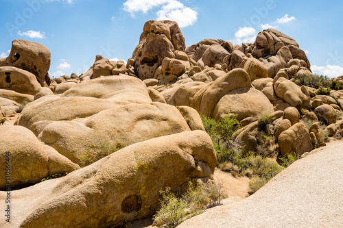 Joshua Tree