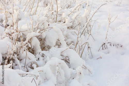 Plants under fresh snow © milosz_g