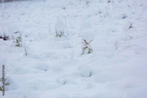 Small pine trees under snow.