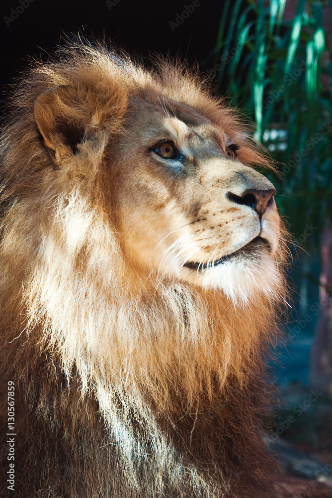 Lion face close-up