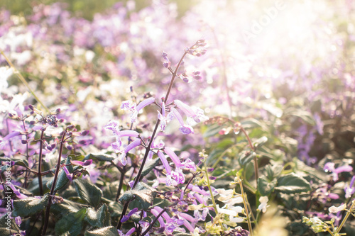 Plectranthus Mona Lavender flowers blooming in garden