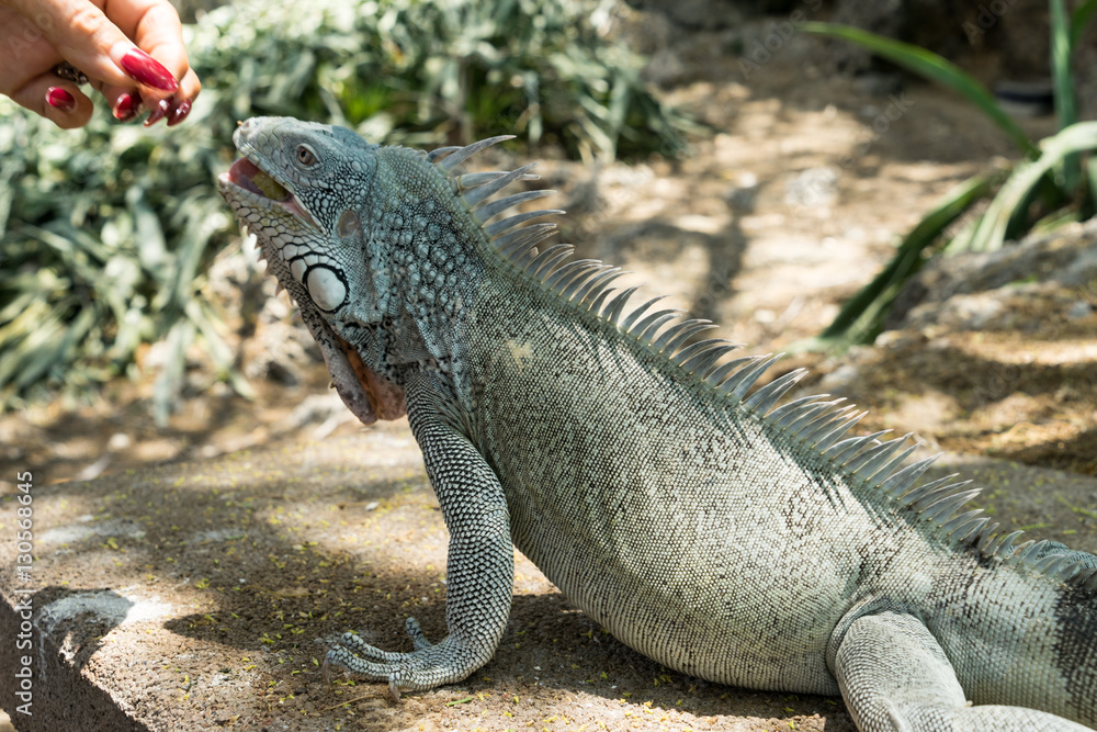 Kokomo Beach Iguana