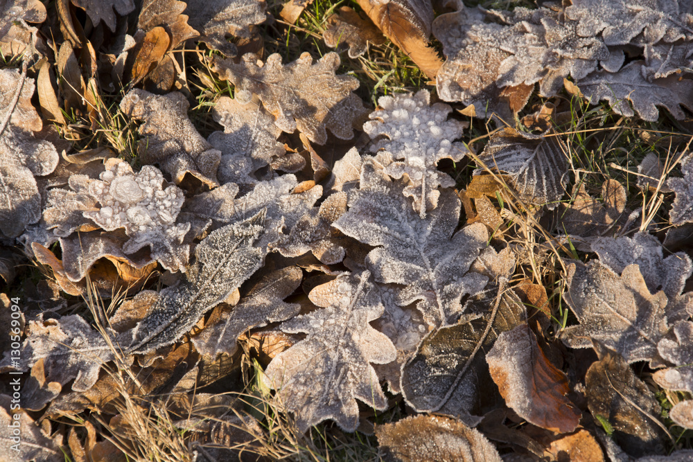 Fallen oak, beech leaves hoarfrost covered – sunny day