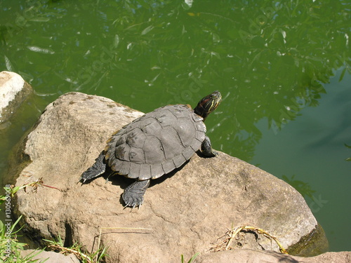 Tapety artystyczne turtle