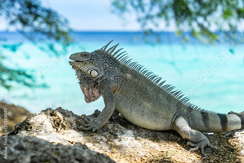 Kokomo Beach Iguana