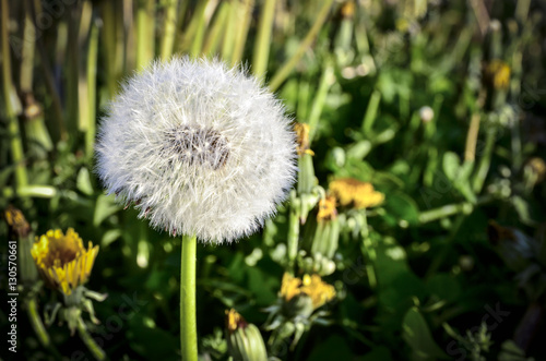 Dandelion in spring