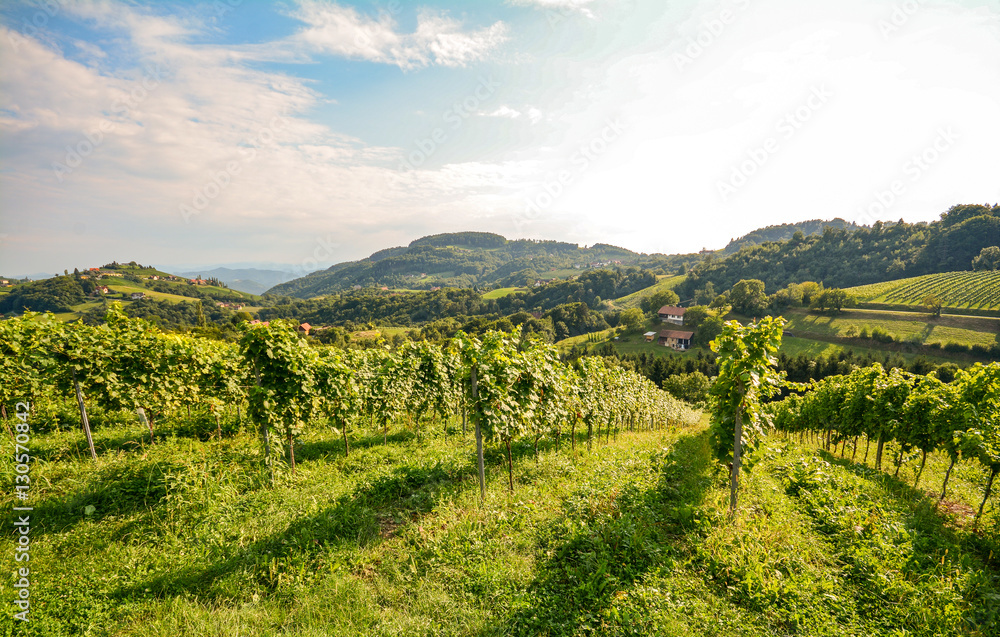 Vines in a vineyard in late summer - Hilly agricultural landscape at the wine road in Austria