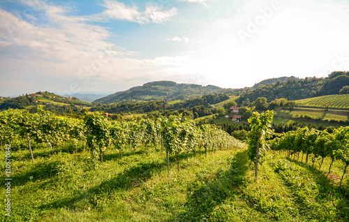 Vines in a vineyard in late summer - Hilly agricultural landscape at the wine road in Austria