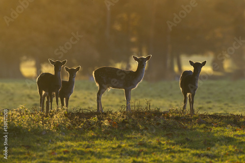 Fallow Deer Cervus dama herd and sunrise during Autumn rut at Holkham Hall Norfolk