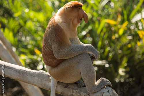 Canvas Print Portrait of fabulous long-nosed monkey