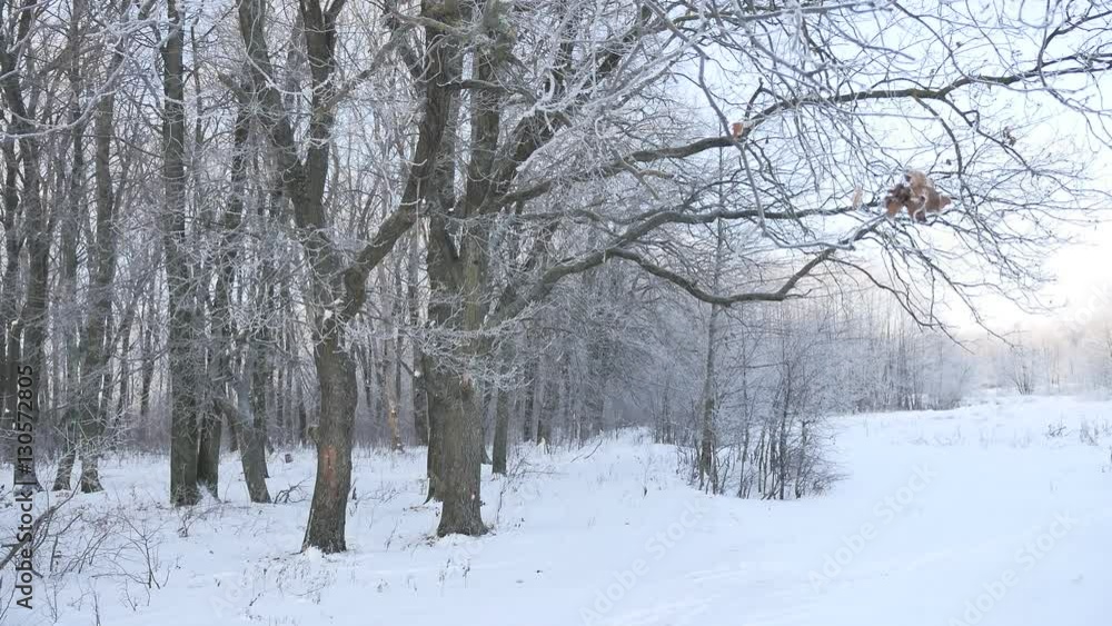 oak forest Winter trees in the snow nature landscape beautiful background oak forest Winter trees in the snow nature landscape beautiful background