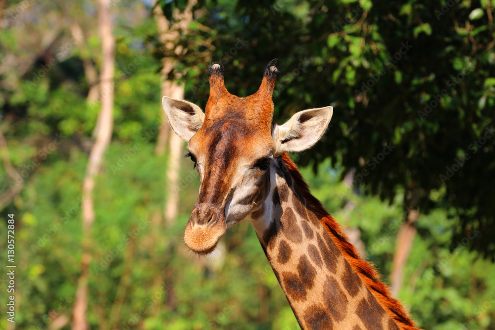 Fototapeta premium Close-up head of a giraffe in the zoo, Thailand.