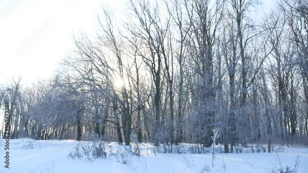 trees snow winter field snowing nature landscape sunlight trees snow winter field snowing nature landscape sunlight