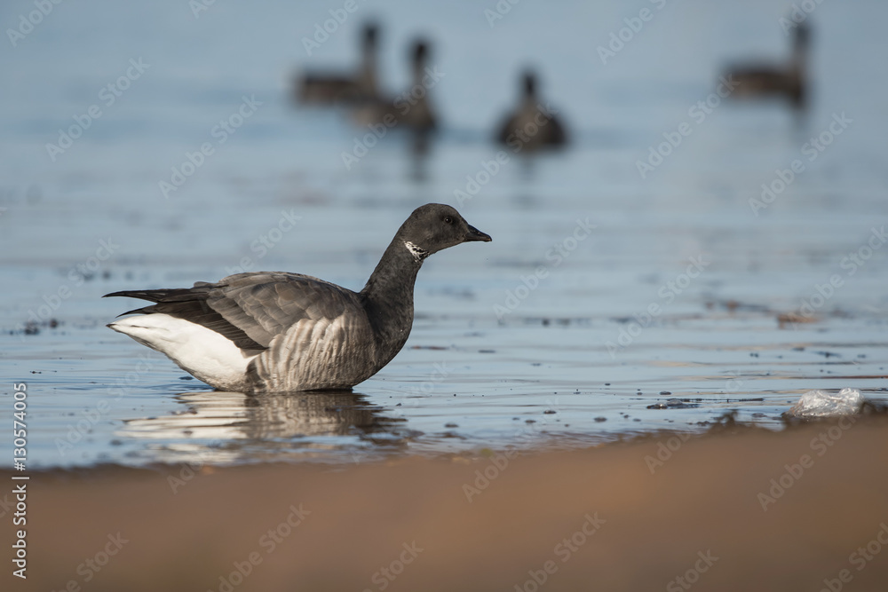 Brent Goose, Branta bernicla Brent Goose, Branta bernicla