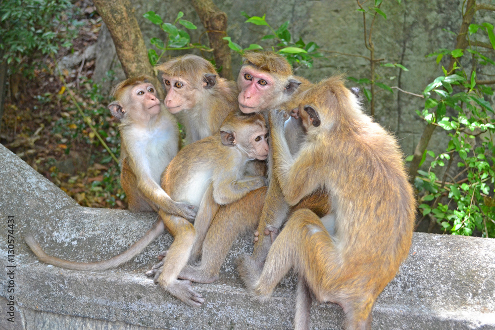 Monkey Family Sri Lanka
