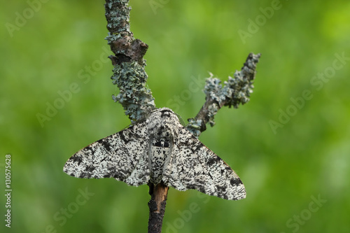 Peppered Moth(Biston betularia)