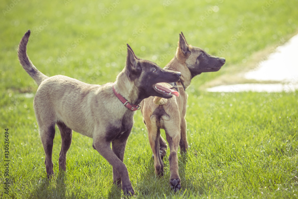 Happy pet dogs playing on Grass in a park. Happy pet dogs playing on Grass in a park.