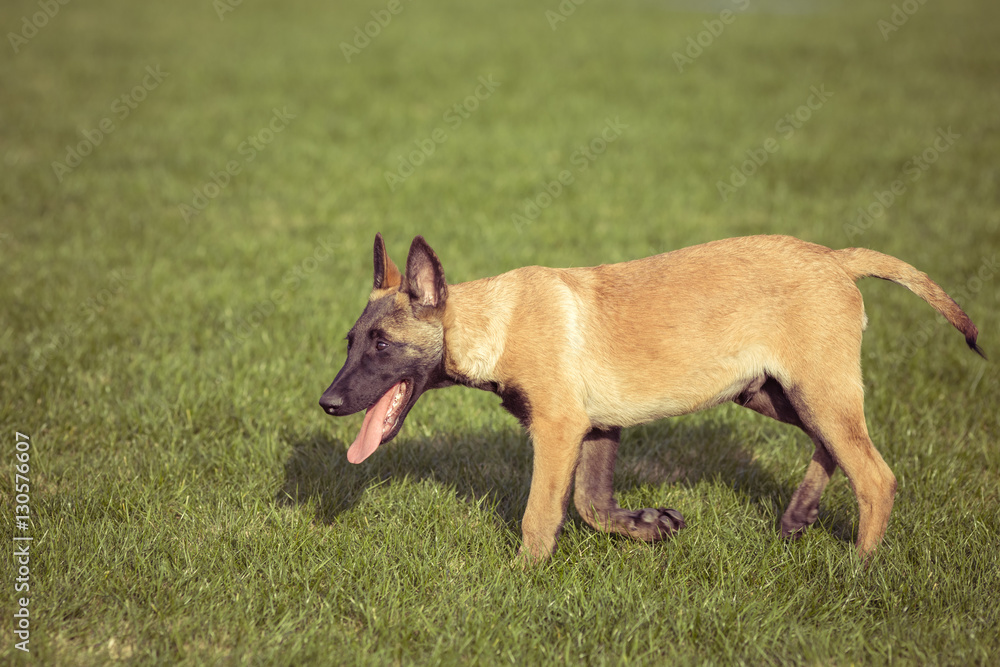 Happy pet dogs playing on Grass in a park. Happy pet dogs playing on Grass in a park.