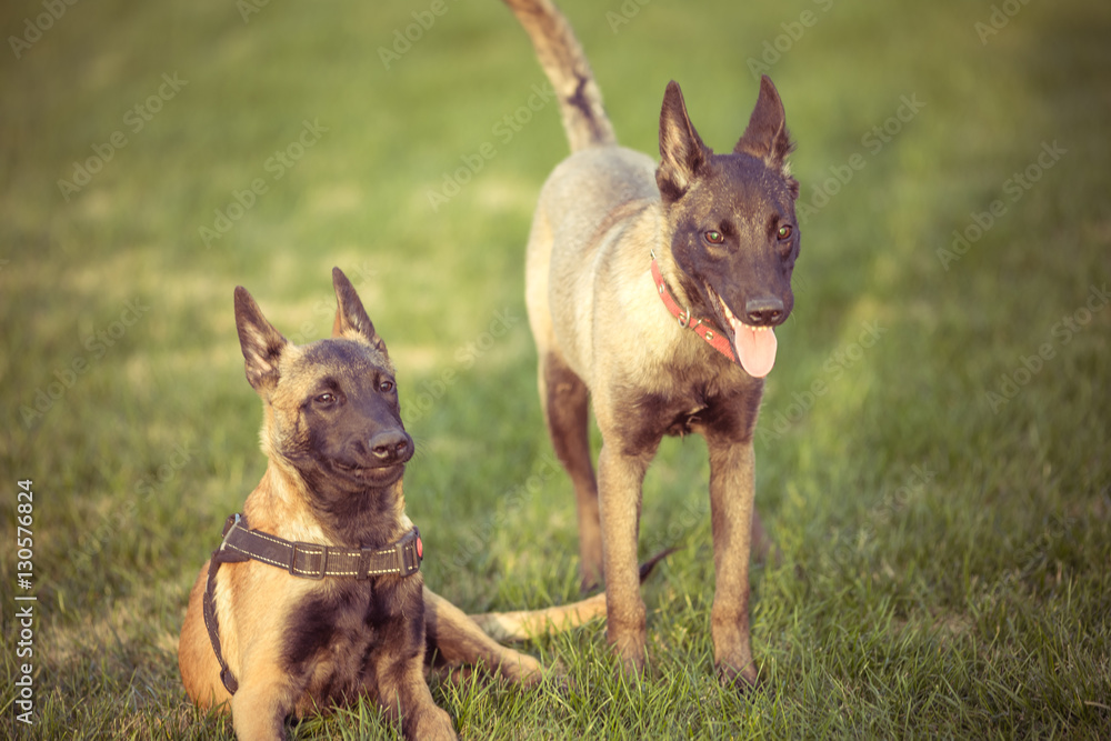 Happy pet dogs playing on Grass in a park. Happy pet dogs playing on Grass in a park.