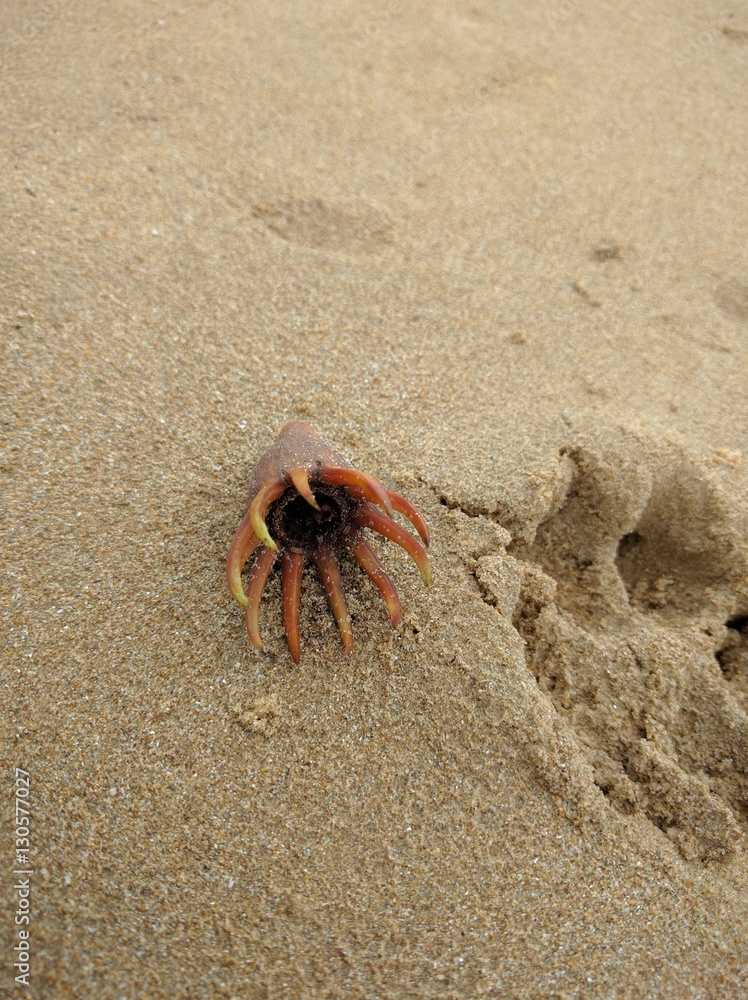 Strange Sea Creature on the Sand