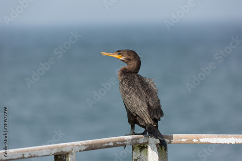 Black cormorant © EcaterinaLeonte