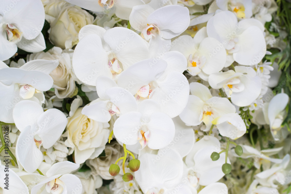 Obraz premium White Rose in wall pattern concept.
