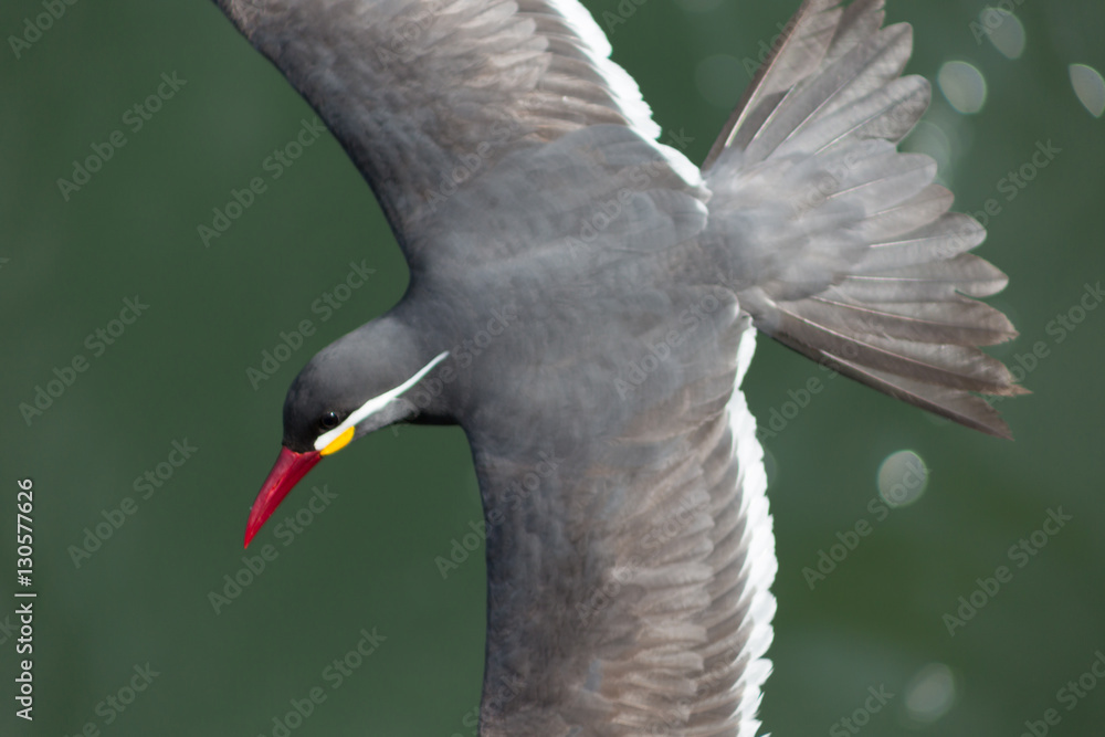 Obraz premium Inca tern landing