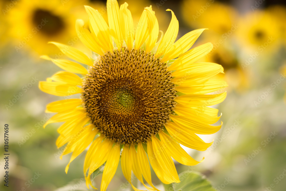 Close up sun flower yellow concept. Close up sun flower yellow concept.