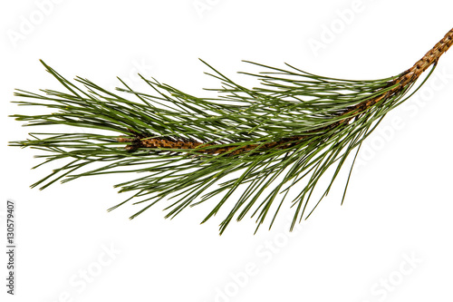 Branch of the pine, isolated on a white background