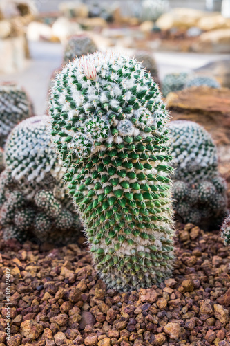 cactus in desert, cactus on rock, cactus Nature green background