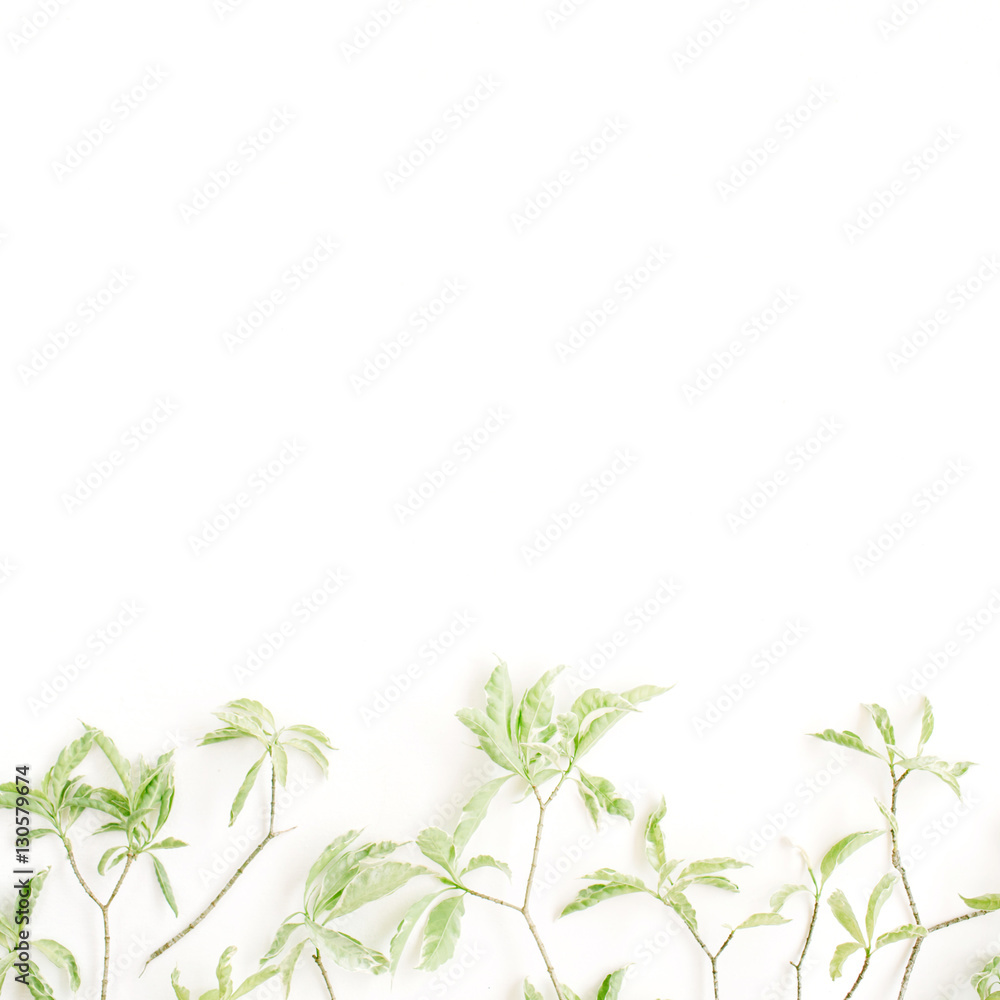 green leaf pattern on white background. flat lay header green leaf pattern on white background. flat lay header