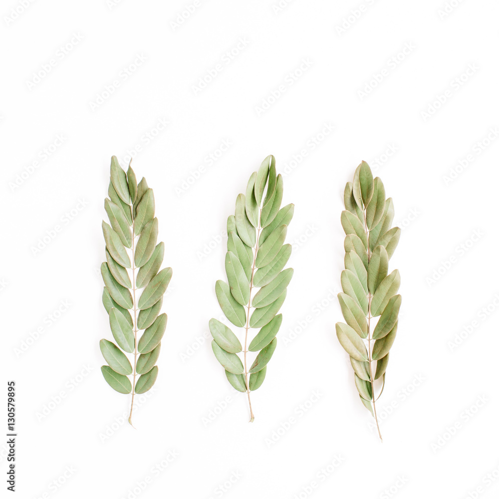 green branches isolated on white background. flat lay, top view green branches isolated on white background. flat lay, top view