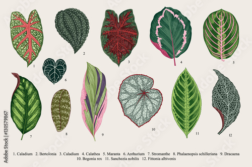 Set leaves. Exotics. Vintage vector botanical illustration. Colorful. photo