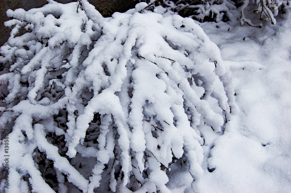 fresh snow on bush branches in the garden