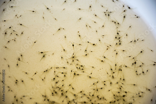 Larval shrimp in plastic bowl. Aquaculture animals.
