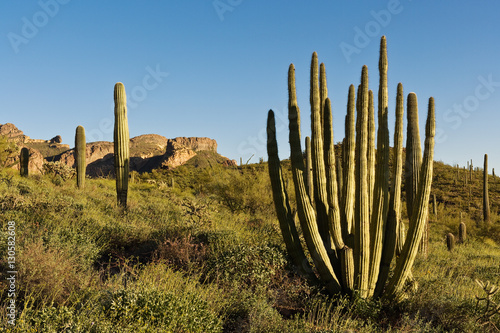 Organ Pipe Cactus National Monument, AZ, USA