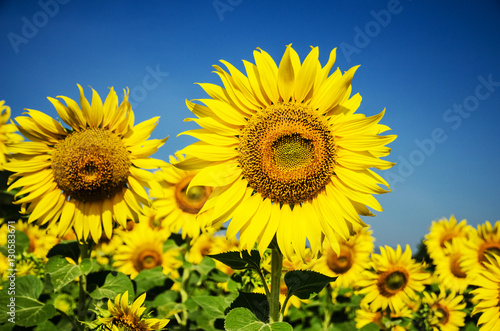 Sunflowers  Circle  Flower  Gold  Plant  Single Flower Nature